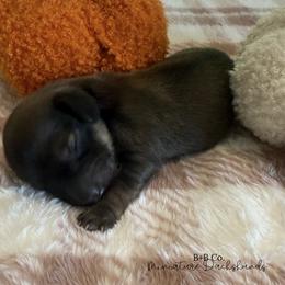 Dachshund Puppies from B+B Co Miniature Dachshunds