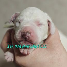 Green - White and liver brown male Dalmatian puppy in Conrath, Wisconsin from JSF Dalmatians LLC