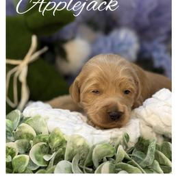 Applejack - Apricot female Australian Labradoodle puppy in Gladstone, Oregon from Beaver State Labradoodles