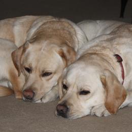 Labrador Retrievers from Andrew Ewing's Labrador Retrievers