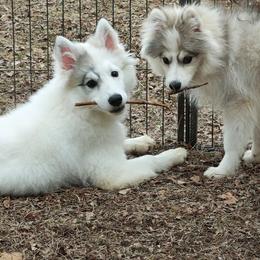 Pomsky puppies from Idaho Pomsky