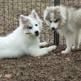 Pomsky puppies from Idaho Pomsky