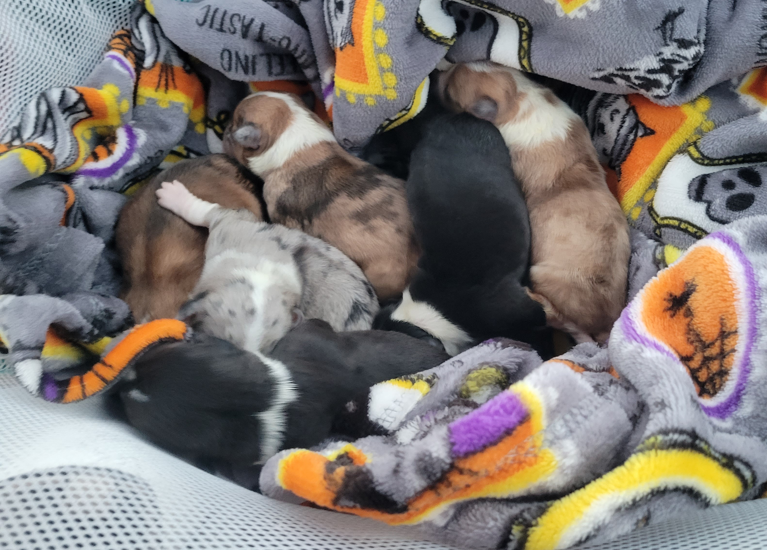 American Corgi Puppies from Piney Woods Corgis