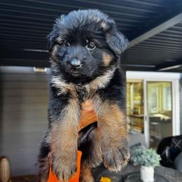 Alaska (Girl 2) - Black and red female German Shepherd puppy in Snohomish, Washington from Wataha Shepherds