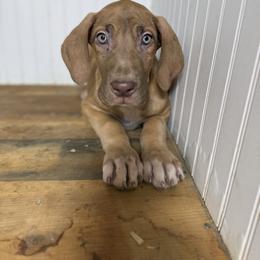 Rufus - Chocolate male Great Dane puppy in Hutchinson, Kansas from Dappled Danes
