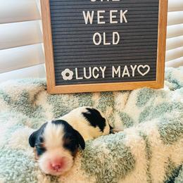 Cavalier King Charles Spaniel Puppies from Cumberland Cavaliers