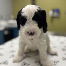 Pink Collar Girl - Black and chalk female Australian Labradoodle puppy in Hagerstown, Maryland from Westfields Labradoodles