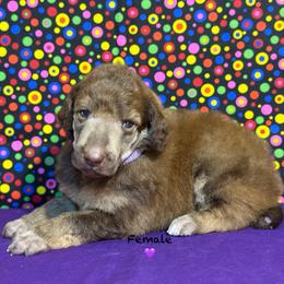 Purple Collar - Brown female Poodle puppy in Houma, Louisiana from Smart Azz Poodles
