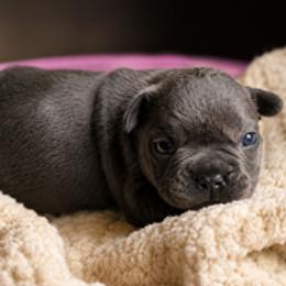 Codi - Blue male French Bulldog puppy in Tulsa, Oklahoma from Hart's Chihuahuas