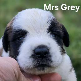 Saint Bernard Puppies from Eagle Mountain Saints