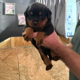 Boy 1 - Black and mahogany male Rottweiler puppy in Lima, Ohio from Vom Hause Bishop