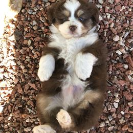 Miniature Australian Shepherd and Toy Australian Shepherd Puppies from Ramblin’ Rose Aussies
