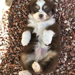 Miniature Australian Shepherd and Toy Australian Shepherd Puppies from Ramblin’ Rose Aussies