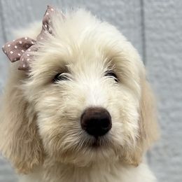 Girl 4 - Parti Goldendoodle puppy in Omaha, Nebraska from The Rallo Farmhouse