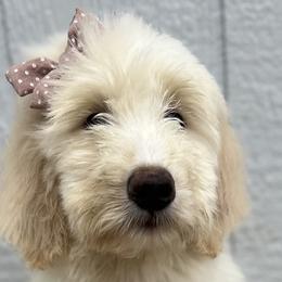 Girl 4 - Parti Goldendoodle puppy in Omaha, Nebraska from The Rallo Farmhouse