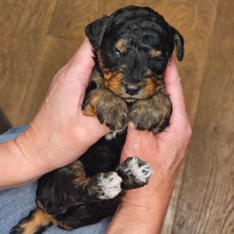 Aari - female Australian Mountain Doodle puppy in South Jordan, Utah from Western Doodles Utah