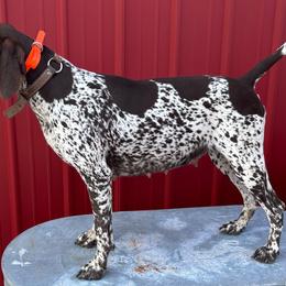 Lola - German Shorthaired Pointer