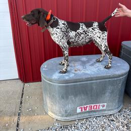 Lola - German Shorthaired Pointer