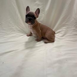Mr. Brown - Brindle and white male French Bulldog puppy in Anaheim, California from Brightest Days Ahead
