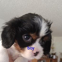 Blackjack - Tri-color male Cavalier King Charles Spaniel puppy in Colorado Springs, Colorado from Mina's Spaniel