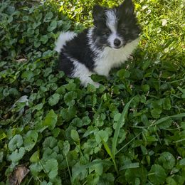Pomeranian Puppies from Textilepoms