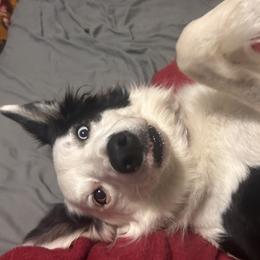 Border Collie puppies from Bond Border Collies