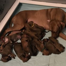 Rhodesian Ridgeback and Xoloitzcuintli Puppies from Venus Rhodesian Ridgebacks