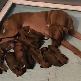 Rhodesian Ridgeback and Xoloitzcuintli Puppies from Venus Rhodesian Ridgebacks