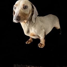 Cooper - Dachshund