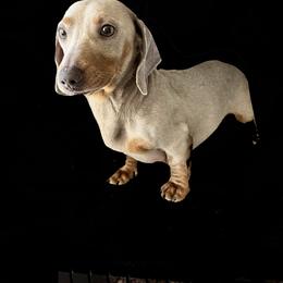 Cooper - Dachshund