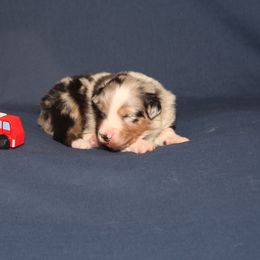 Australian Shepherd Puppies from Lori's Australian Shepherds