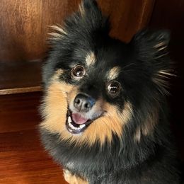 Dolly - Pomeranian