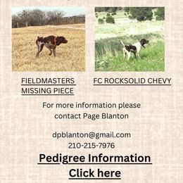 German Shorthaired Pointers from Blanton Creek Ranch GSP South Texas