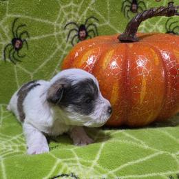 Ravioli - Parti male Miniature Schnauzer puppy in Allison, Iowa from Firefly Stables