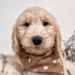 Pumpkin Pie - Apricot Goldendoodle puppy in Lagrange, Ohio from Sweet Magnolia Doodles and The Magnolia Golden Retrievers