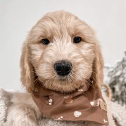 Pumpkin Pie - Apricot Goldendoodle puppy in Lagrange, Ohio from Sweet Magnolia Doodles and The Magnolia Golden Retrievers