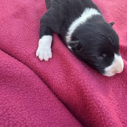 Bandit - Black and white male Border Collie puppy in Winnsboro, Texas from Pecan Grove Pups