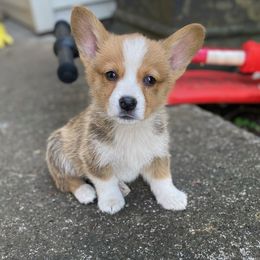 Sprout - Pembroke Welsh Corgi puppy in Washington from KB Corgis