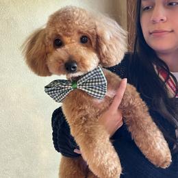 Buddy - Maltipoo