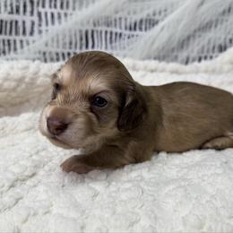 Remy - Chocolate and cream male Dachshund puppy in Bald Knob, Arkansas from Victoria’s Dachshunds