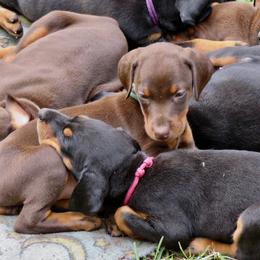 Doberman Pinscher Puppies from Debi Cruz