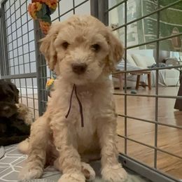 Iris - Cream female Goldendoodle puppy in Moreno Valley, California from Rainbow SoCal Doodles