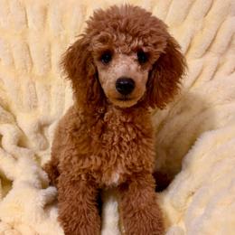 Oliver - Red  male Poodle puppy in Morehead, Kentucky from Paw Perfect Pets
