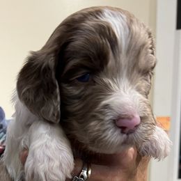 Tan collar boy - male Newfypoo puppy in Fairfield, California from Twin Sisters Doodles