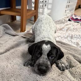 Ravioli (Yellow) - Black roan male German Shorthaired Pointer puppy in Williston, Vermont from Onyx Retrievers
