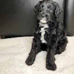 Aussiedoodle Puppies from Sweet AZ Doodles