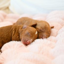 Cavapoo puppies from Grace's Puppies