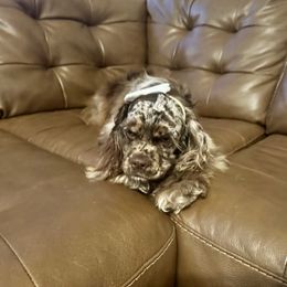 Hazel - Cocker Spaniel