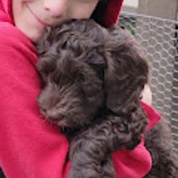 Australian Cobberdog Puppies from Heartland Hills Australian Cobberdogs