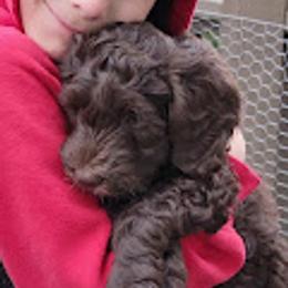 Australian Cobberdog Puppies from Heartland Hills Australian Cobberdogs